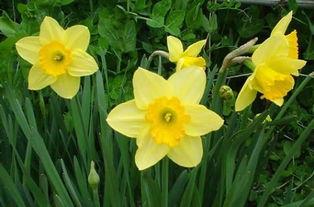 水仙花爆料视频大全集,揭秘幕后故事与精彩瞬间