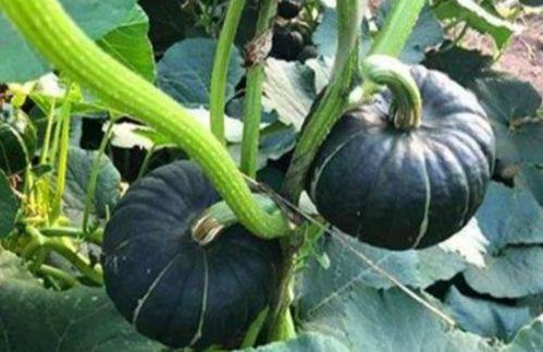 江浙沪网红吃瓜事件视频,揭秘网络热议背后的真相