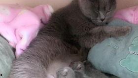 秽土二代普攻爆料视频,全新动作与特效一览