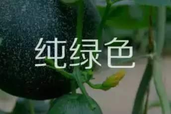 小姆苟呢瓜怎样免费吃,揭秘免费品尝小姆苟呢瓜的神奇方法