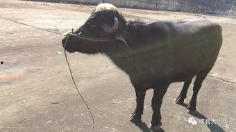 牛不啦 最新爆料,揭秘娱乐圈最新动态